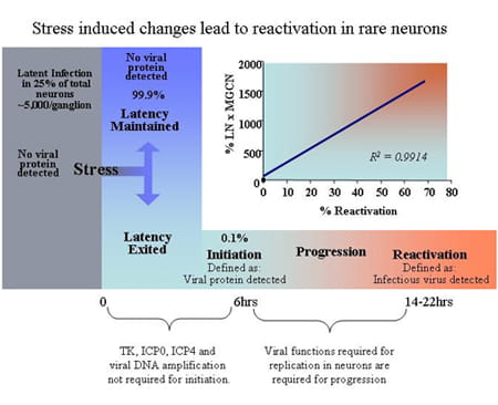Stress induced changes lead to reactivation in rare neurons.
